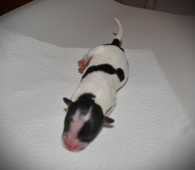 Les chiots de Epagneul nain Continental (Papillon)