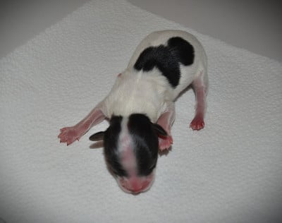 Les chiots de Epagneul nain Continental (Papillon)
