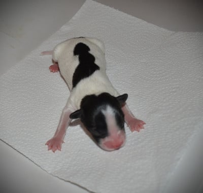 Les chiots de Epagneul nain Continental (Papillon)