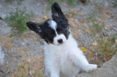 Les chiots de Epagneul nain Continental (Papillon)