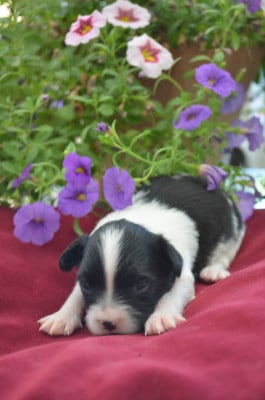 Les chiots de Epagneul nain Continental (Papillon)