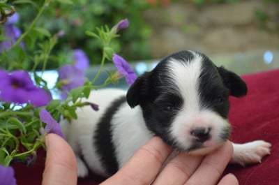 Les chiots de Epagneul nain Continental (Papillon)