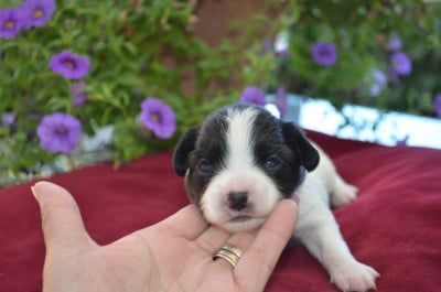 Les chiots de Epagneul nain Continental (Papillon)