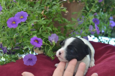 Les chiots de Epagneul nain Continental (Papillon)