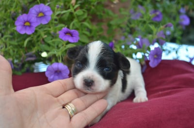 Les chiots de Epagneul nain Continental (Papillon)