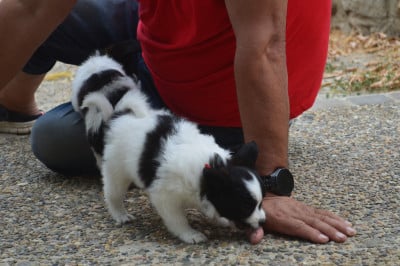 Les chiots de Epagneul nain Continental (Papillon)