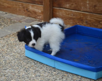 B - Epagneul nain Continental (Papillon)