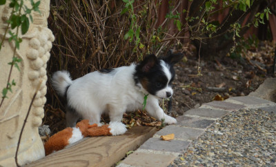 B - Epagneul nain Continental (Papillon)
