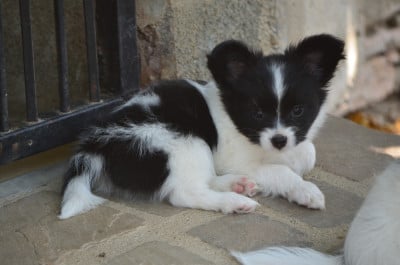 Les chiots de Epagneul nain Continental (Papillon)