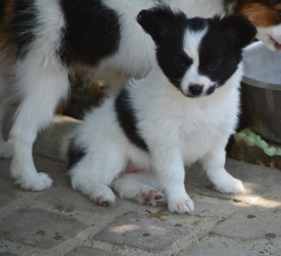 Les chiots de Epagneul nain Continental (Papillon)