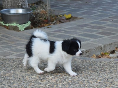 Les chiots de Epagneul nain Continental (Papillon)