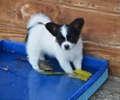 Les chiots de Epagneul nain Continental (Papillon)