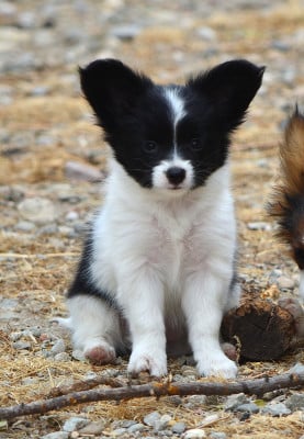 Les chiots de Epagneul nain Continental (Papillon)