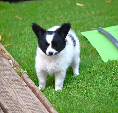Les chiots de Epagneul nain Continental (Papillon)
