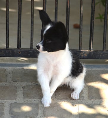 Les chiots de Epagneul nain Continental (Papillon)