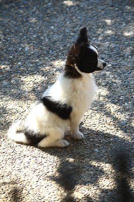 Les chiots de Epagneul nain Continental (Papillon)