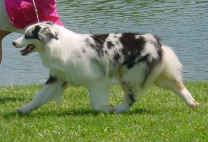 Publication : des terres de Laumeneel Auteur : peggy faith