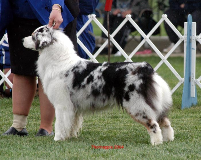 Publication : des terres de Laumeneel Auteur : peggy faith