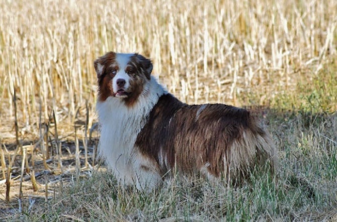Accueil Elevage Des Terres De Laumeneel Eleveur De