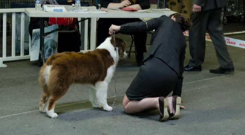 CH. Dreamer lyrics de Solemel - CACS RCACIB