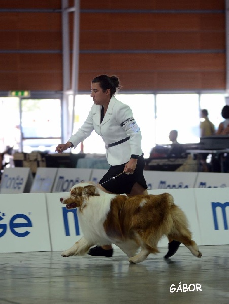 CH. I master de zecchinetta des terres de Laumeneel - 1 exc