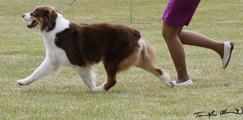 CH. Dreamer lyrics de Solemel - 1exc CAC RCACIB