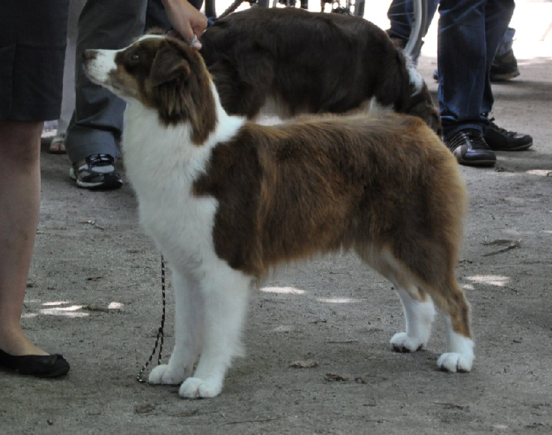 CH. Dreamer lyrics de Solemel - 1ex CACS (COF)