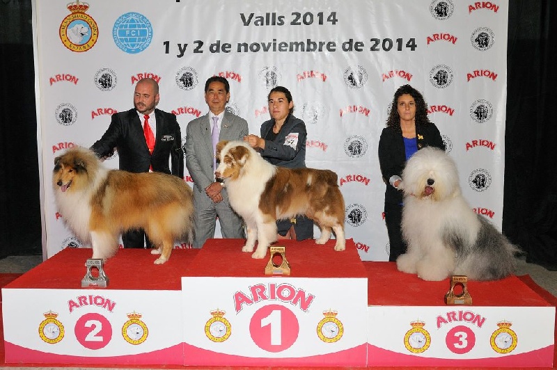 CH. I master de zecchinetta des terres de Laumeneel - CACS CACIB BOB BOG