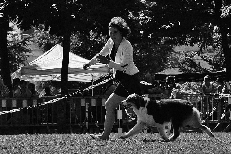 CH. Dreamer lyrics de Solemel - CACS CACIB BOB GR3