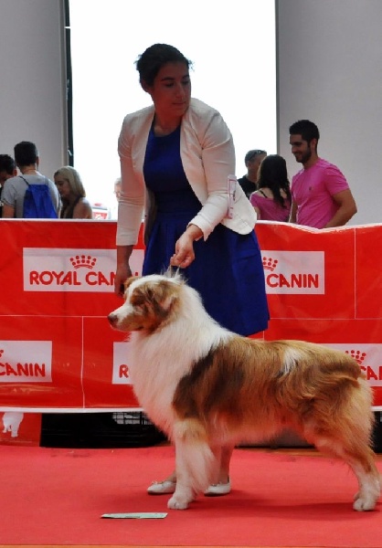 CH. I master de zecchinetta des terres de Laumeneel - CAC BOB select in group