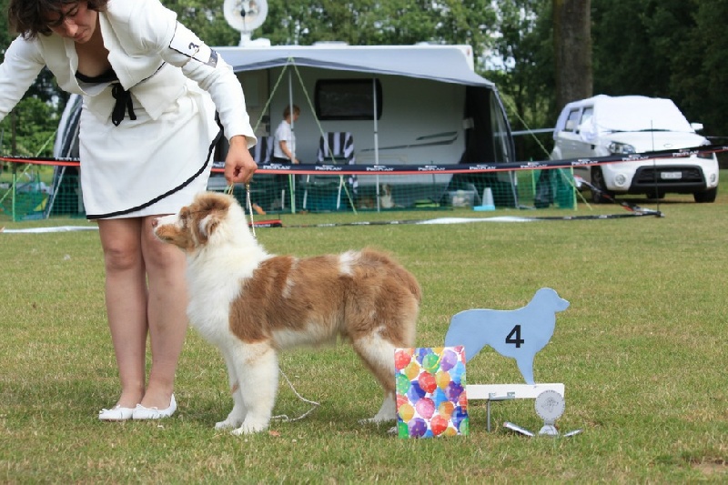 CH. I master de zecchinetta des terres de Laumeneel - 4em TP (Baby male)