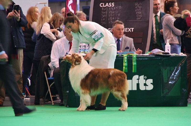 CH. I master de zecchinetta des terres de Laumeneel - 5eme VHC (Open class)