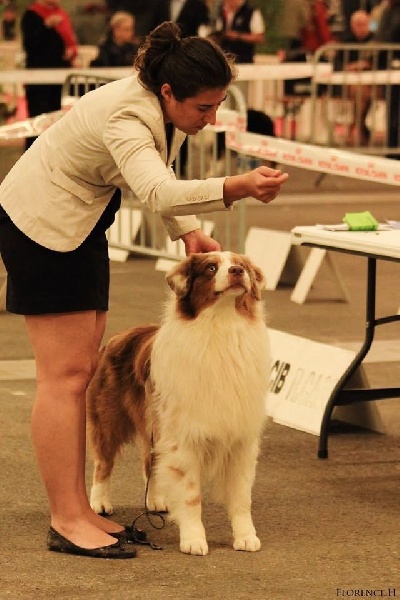 CH. I master de zecchinetta des terres de Laumeneel - 2exc