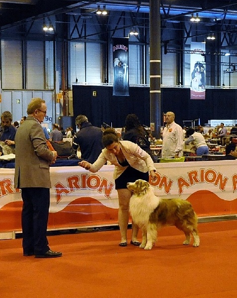 CH. I master de zecchinetta des terres de Laumeneel - 1exc CACIB