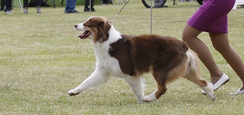 CH. Dreamer lyrics de Solemel - 1exc CAC RCACIB