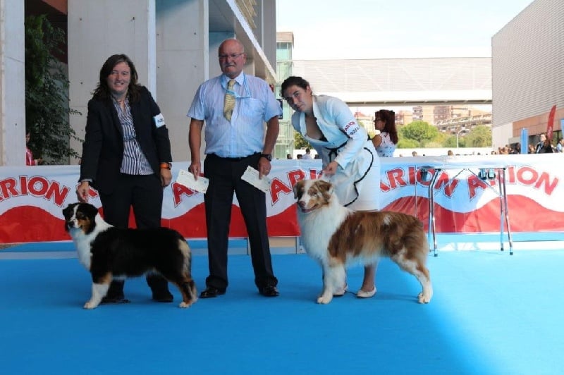 CH. I master de zecchinetta des terres de Laumeneel - 1exc CACS CACIB BOS