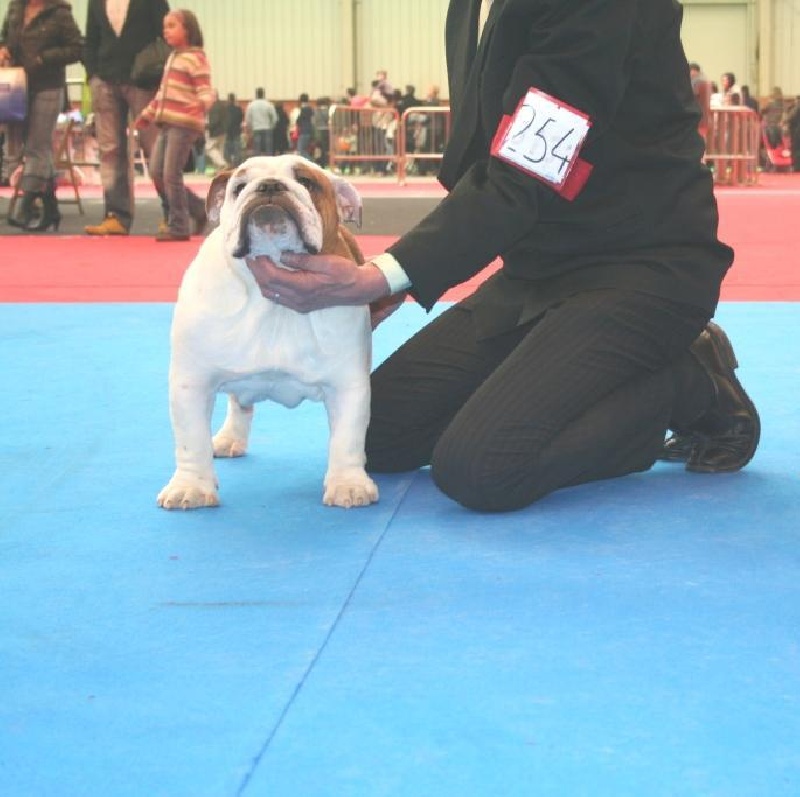 meljane bulldogs Captain Fachet - 1 er Très Prometteur Best Puppy