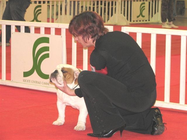 meljane bulldogs Captain Fachet - 2 ème Excellent Classe Jeune