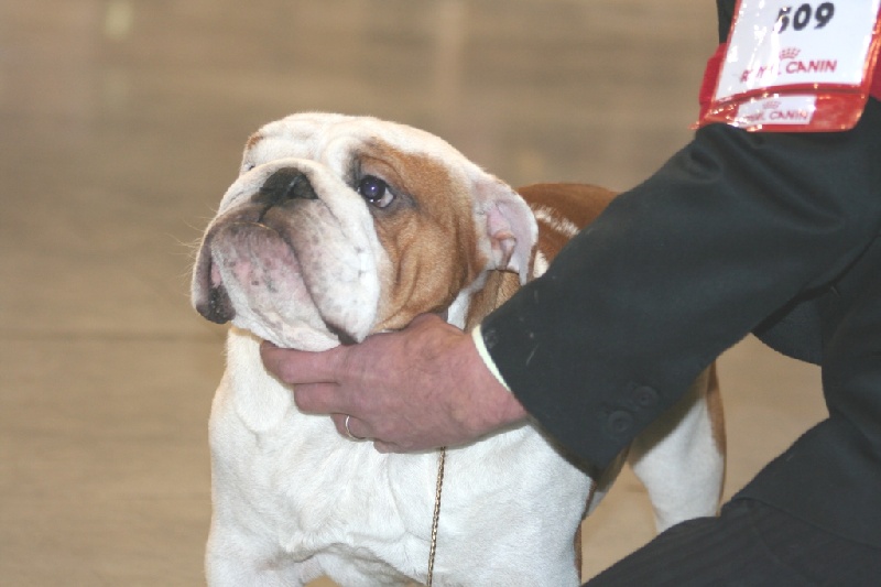 meljane bulldogs Captain Fachet - 2 ème Excellent Classe Inter