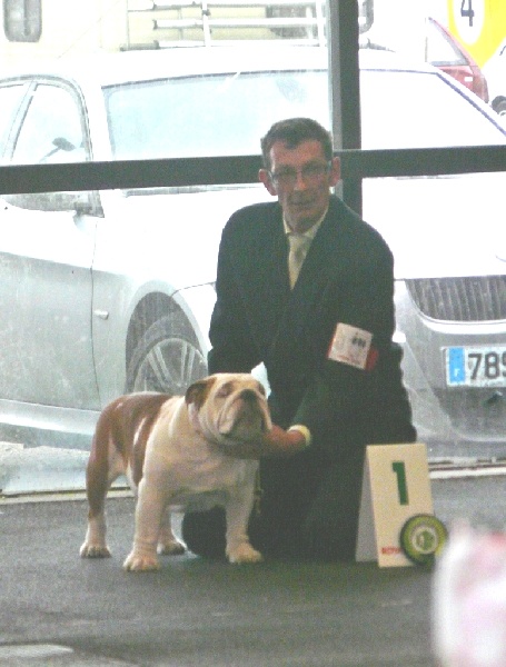 meljane bulldogs Captain Fachet - 1er RCACIB RCACS Classe Inter