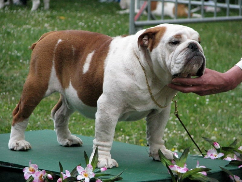 meljane bulldogs Captain Fachet - 1 Excellent Classe Inter