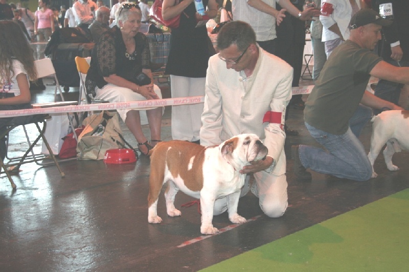 meljane bulldogs Captain Fachet - 2 ème Excellent Classe Jeune