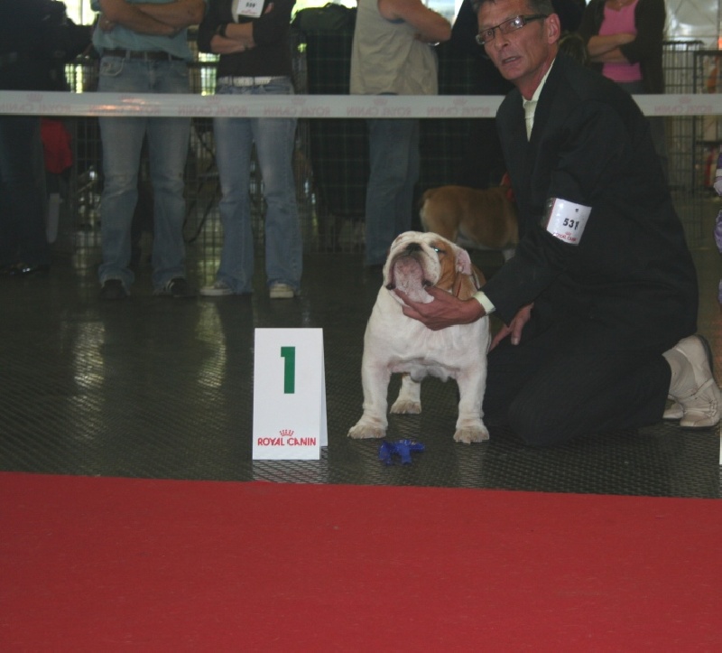 meljane bulldogs Captain Fachet - 1 er Excellent Meilleur Jeune