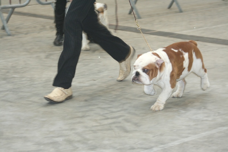 meljane bulldogs Captain Fachet - 2 ème Excellent RCACS Classe Inter