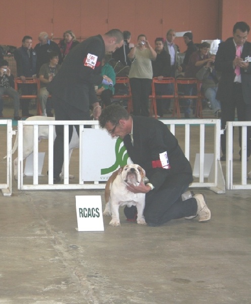 meljane bulldogs Captain Fachet - 1er Excellent Classe Inter RCACS
