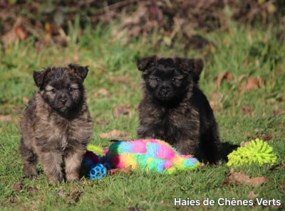 des Haies de Chênes Verts