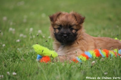 des Haies de Chênes Verts