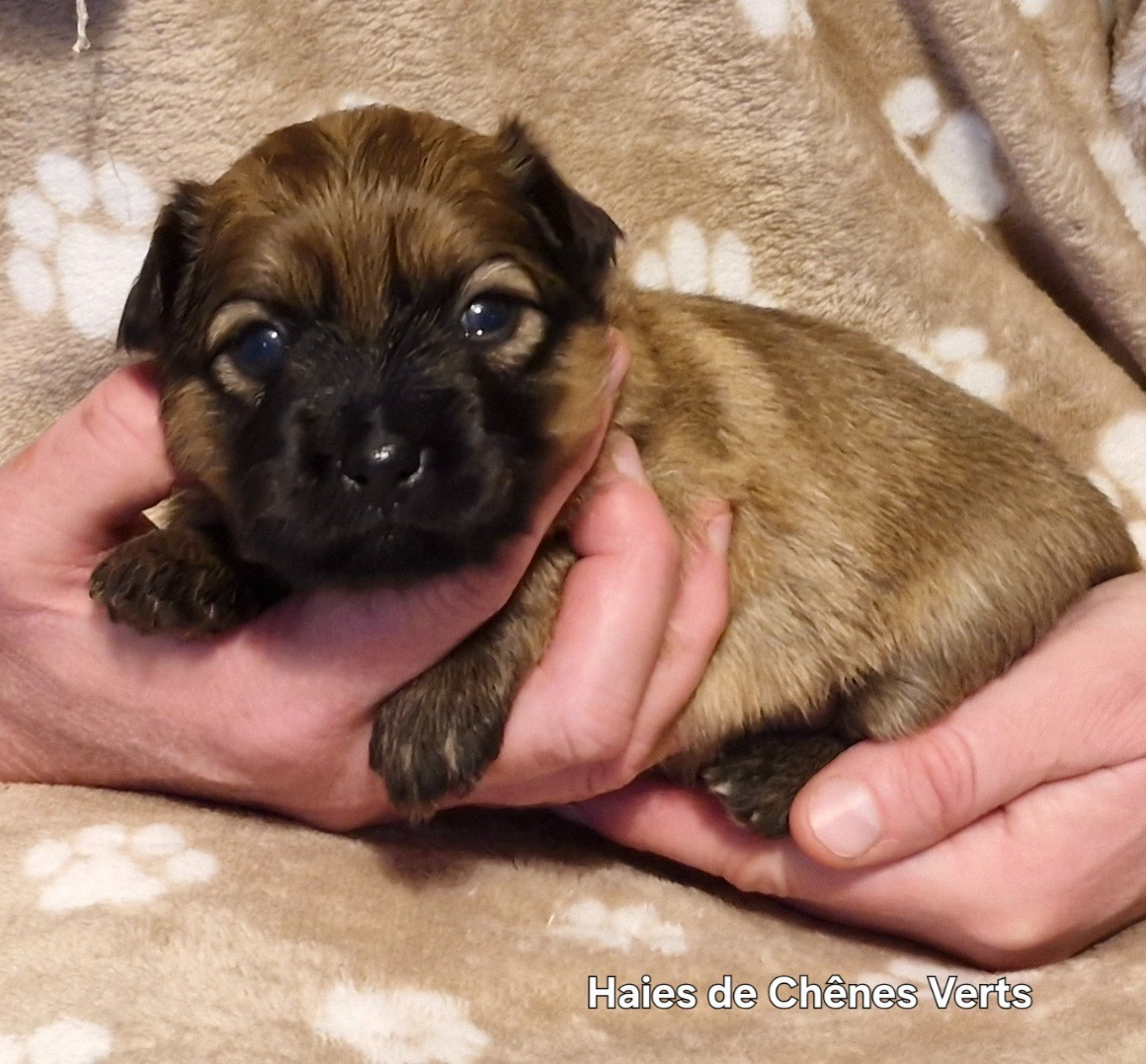 CHIOT - Berger des Pyrenees à poil long