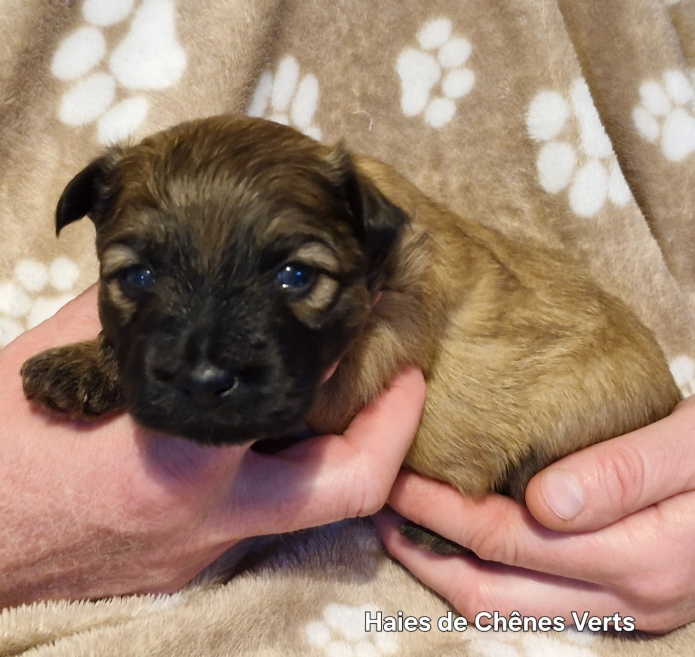 CHIOT - Berger des Pyrenees à poil long