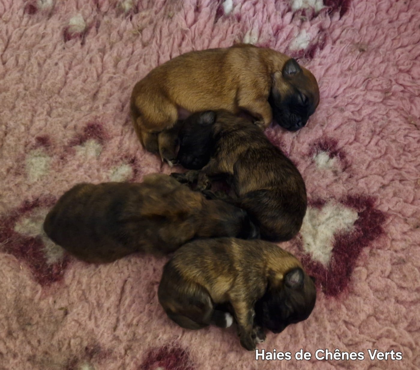 CHIOT 3 - Berger des Pyrenees à poil long